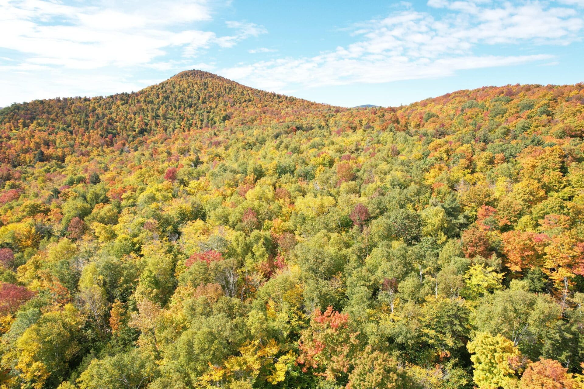 photo depicting Cherry Ridge forest
