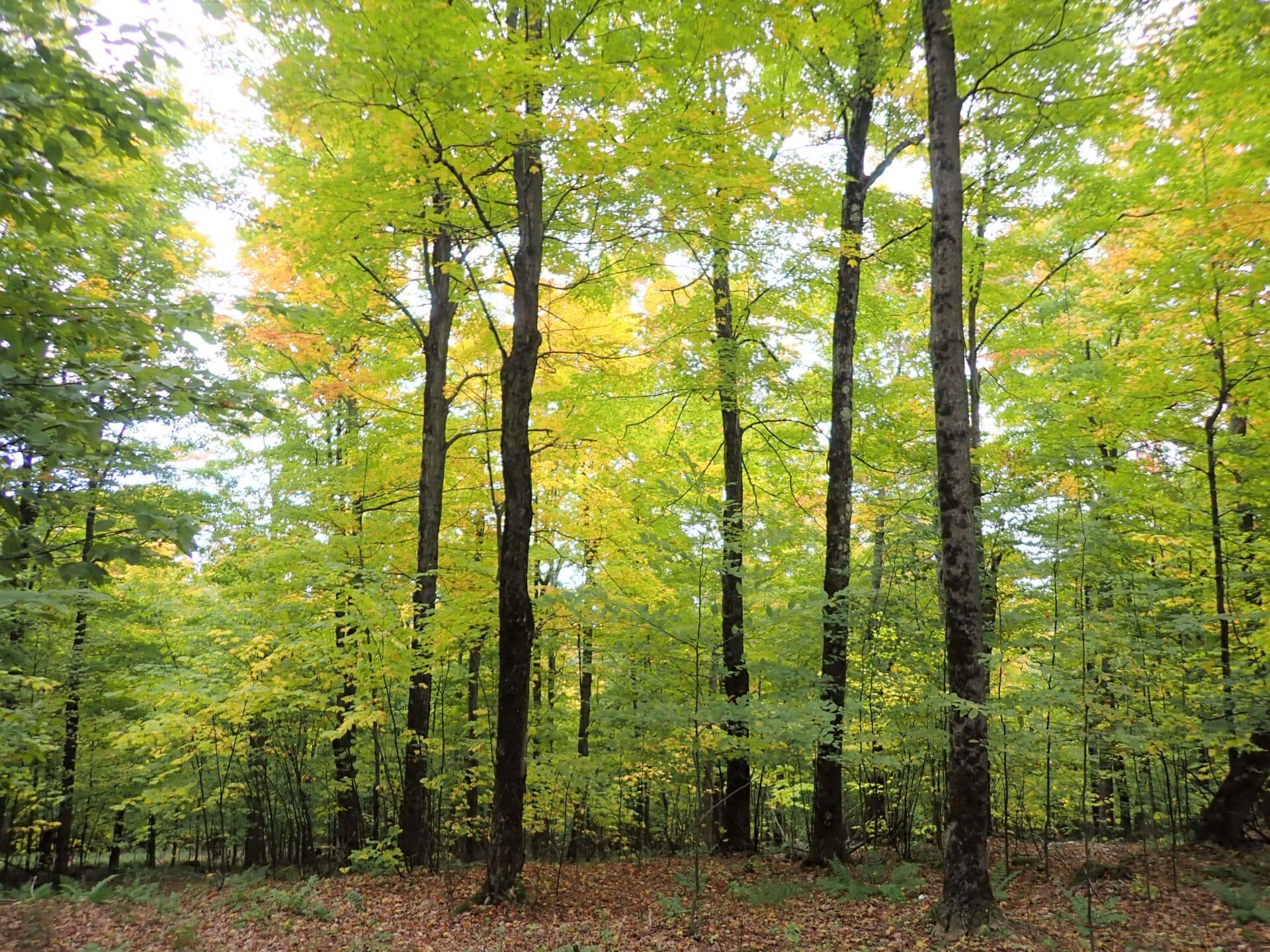 photo depicting Cherry Ridge forest