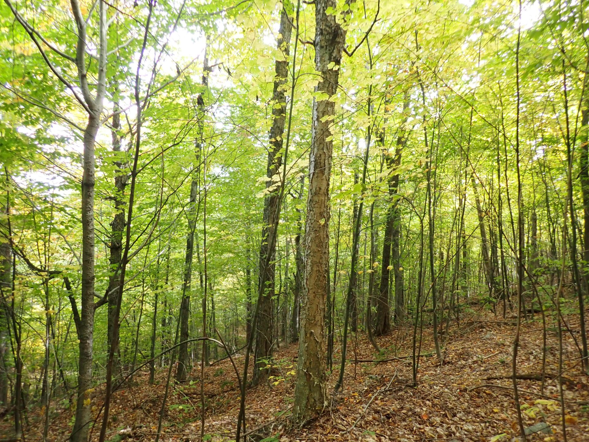 photo depicting Cherry Ridge forest