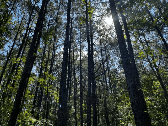 photo depicting Black Cat Timberland forest