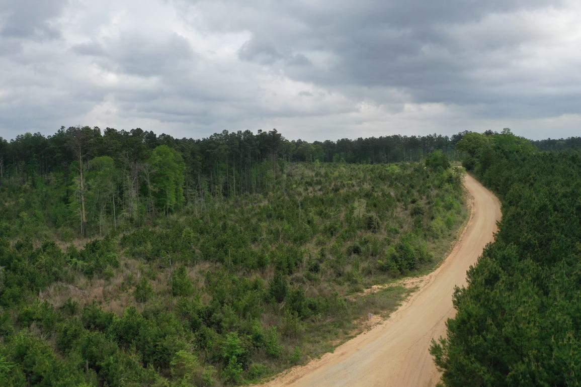 photo depicting Denning Pines Tract forest