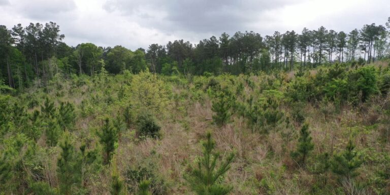 photo depicting Denning Pines Tract forest