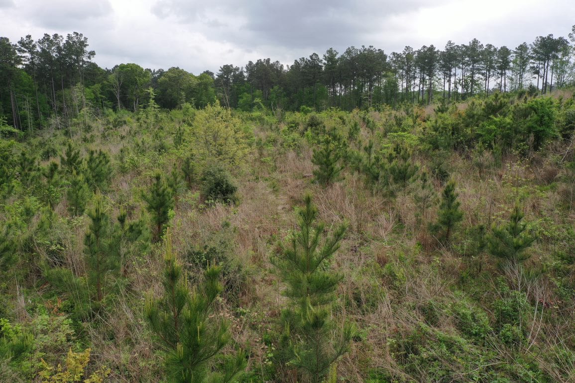 photo depicting Denning Pines Tract forest