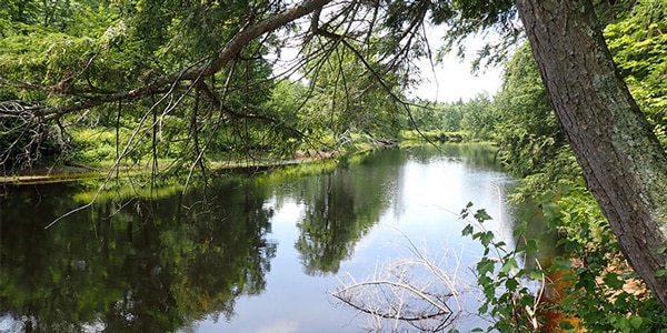 photo depicting Lower Oswegatchie River forest