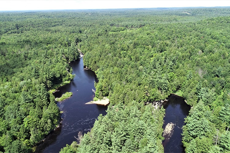 photo depicting Lower Oswegatchie River forest
