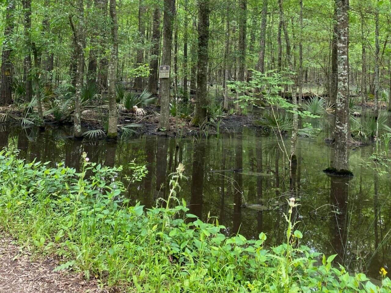 photo depicting Powell Plantation Tract forest