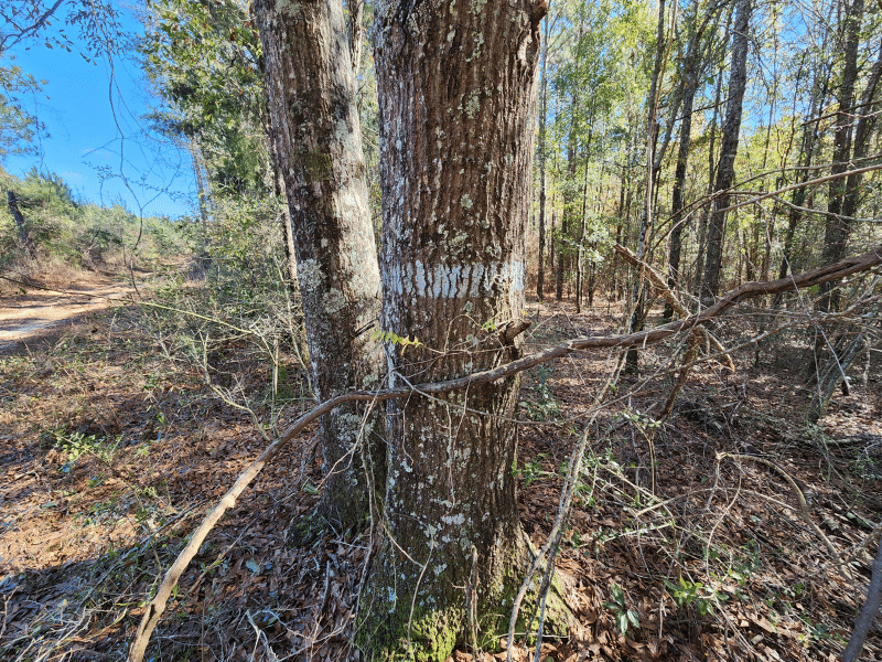 tree boundaries marked by paint