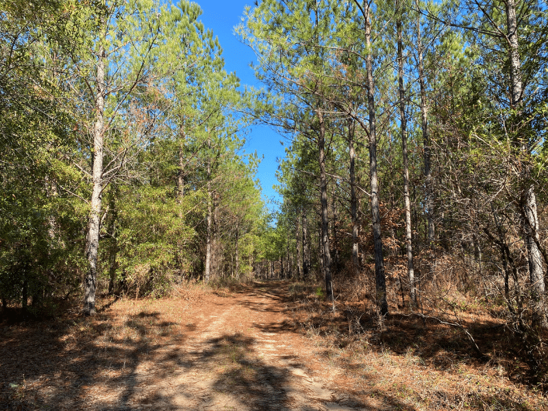 dirt woods road