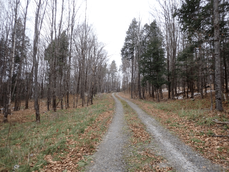 access road to timberland