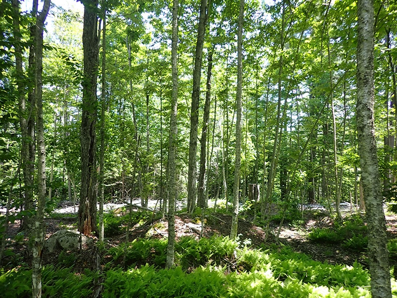 forested lot