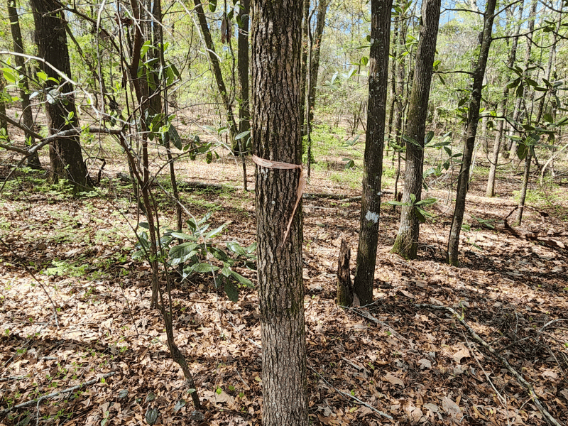 marked timber