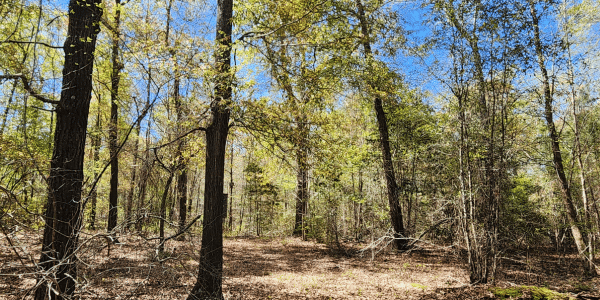 mature timber in Georgia