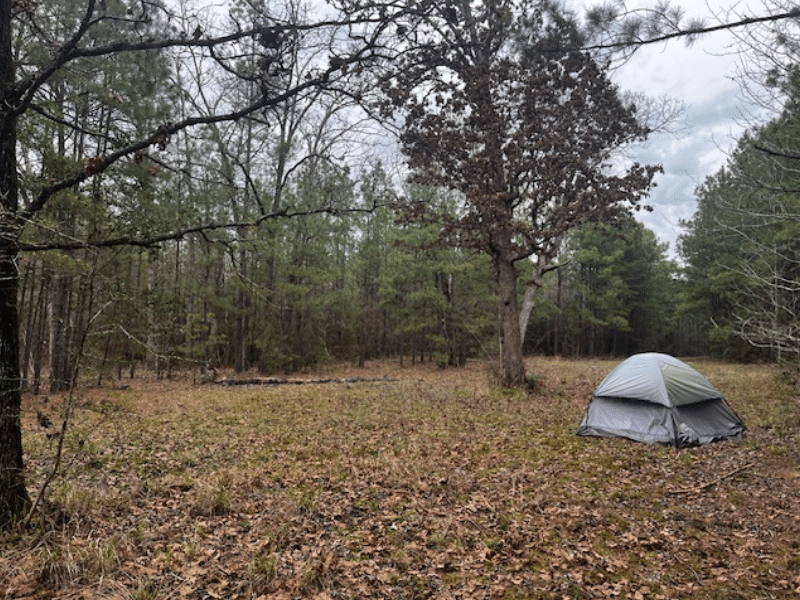Forest with tent