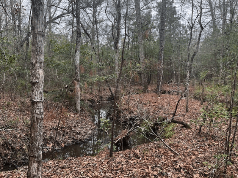 creek in woods