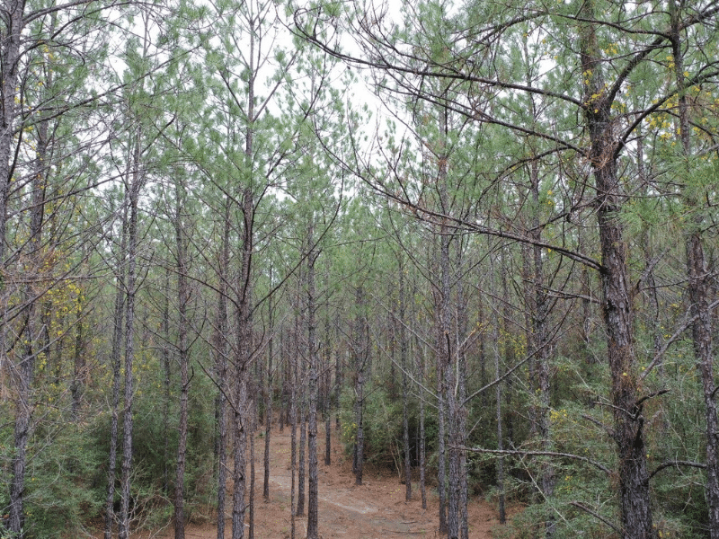pine wooded lot