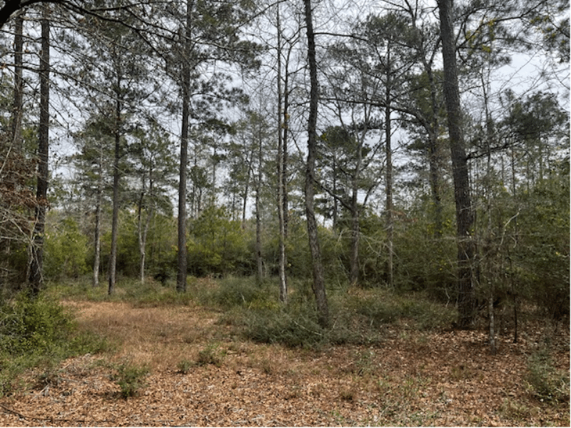 wooded lot