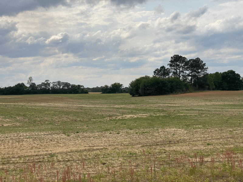 southern field with trees in distance