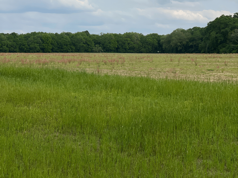 green field with trees in distance