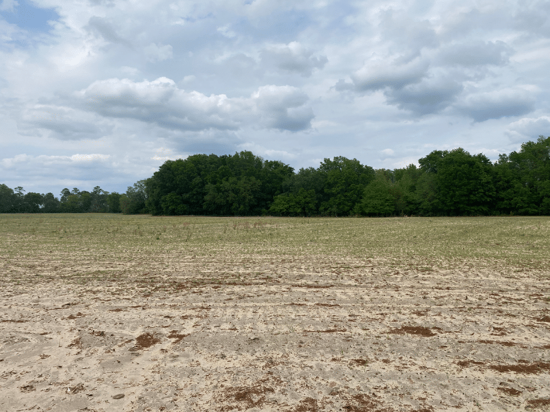 dirt field with trees