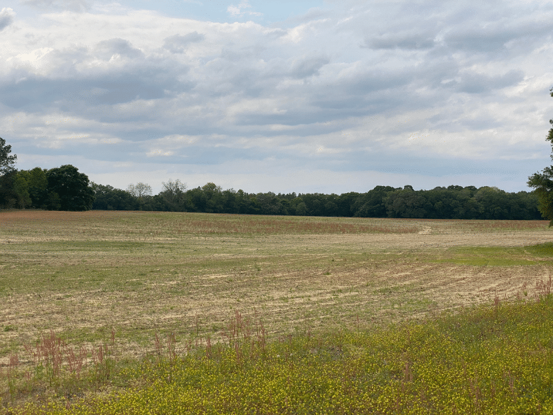 field with trees