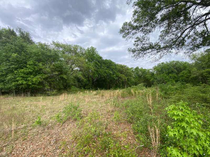 open field with trees