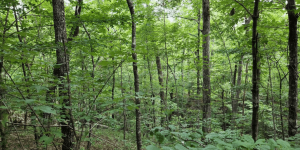 wooded lot in Alabama