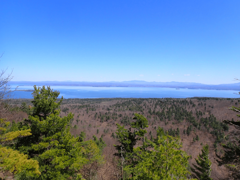 view of lake from forest