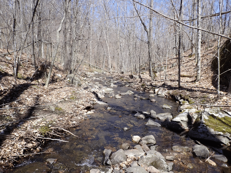 creek in forest