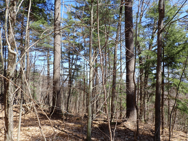 wooded lot