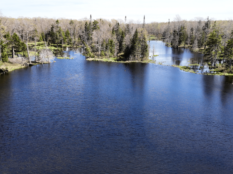 beaver pond