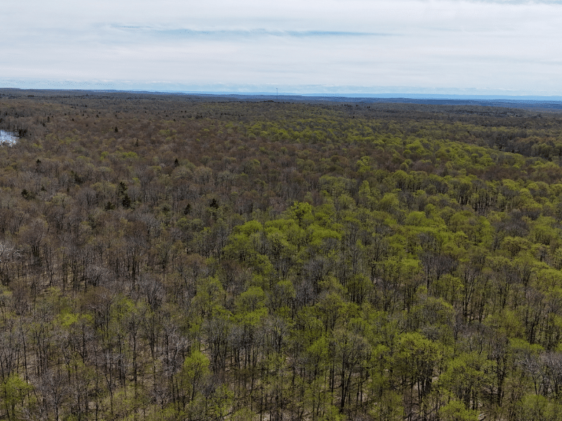 aerial of woods