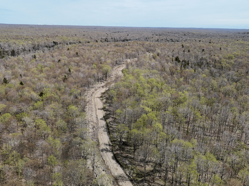 dirt road in woods