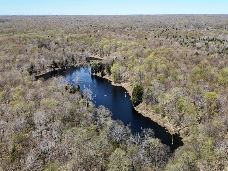 beaver pond