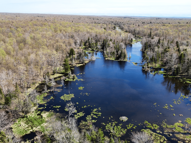 Beaver pond in woods