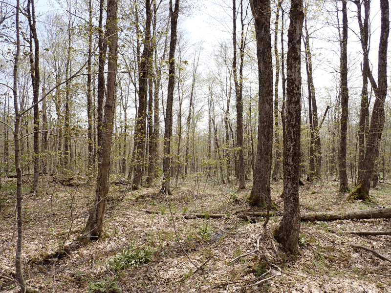 young forest