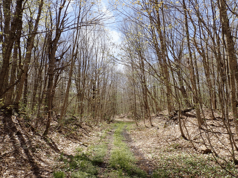 dirt road in woods