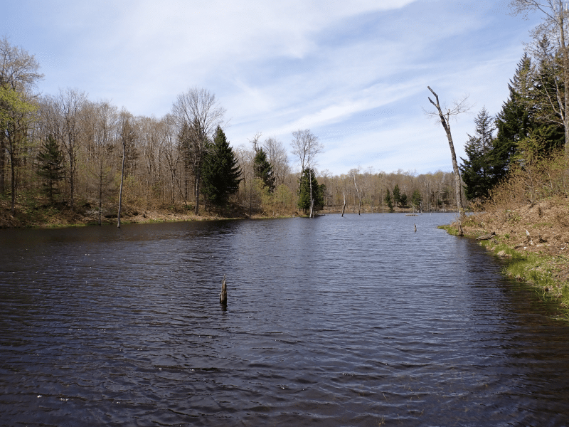 pond in forest