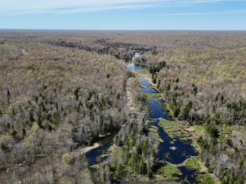 beaver pond and road