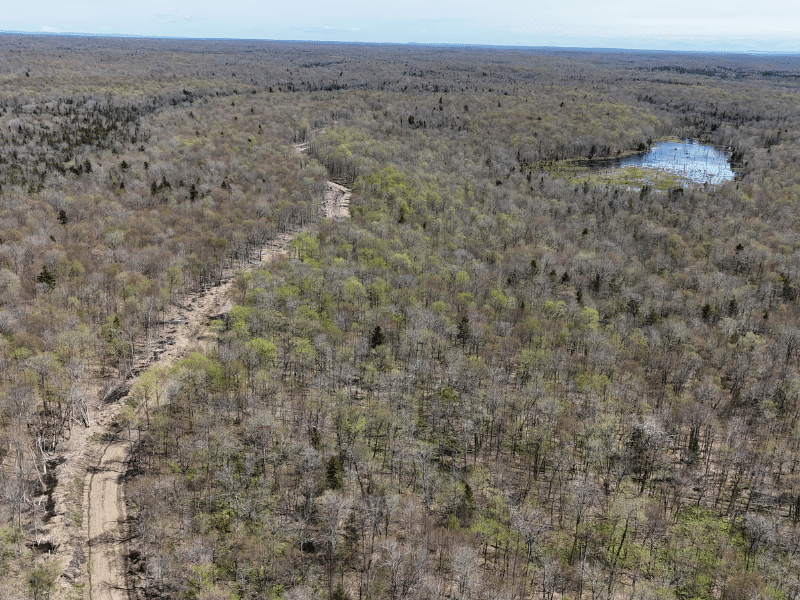 new road in forest