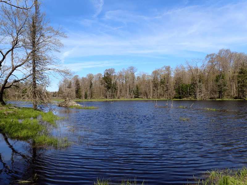 beaver pond