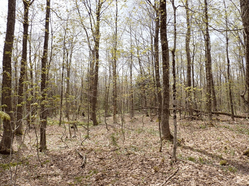 young forest