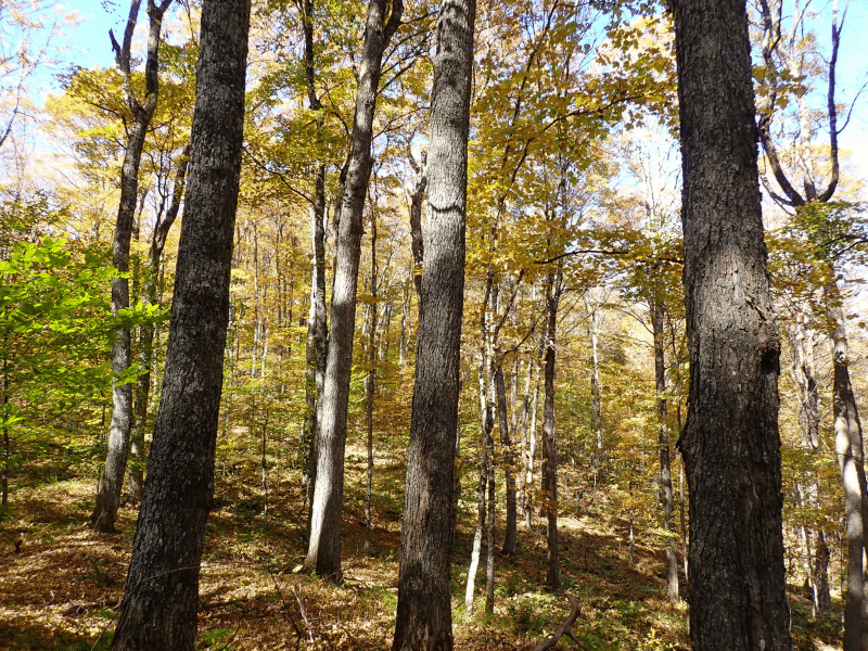 hardwood forest