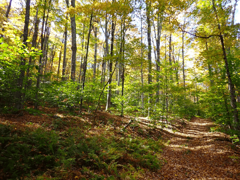 forest road